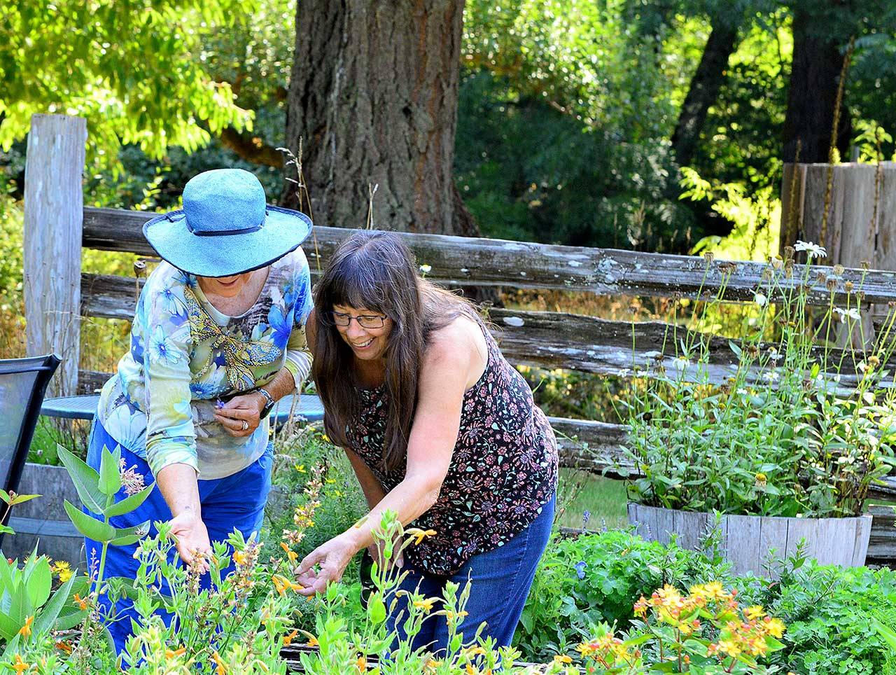 Just before the Concert in the Barn began Sunday afternoon, Diane Morris of Tempe, Ariz., and Lyn Morris of Bremerton walk among the flowers at Quilcenes Trillium Woods Farm. (Diane Urbani de la Paz/Peninsula Daily News)