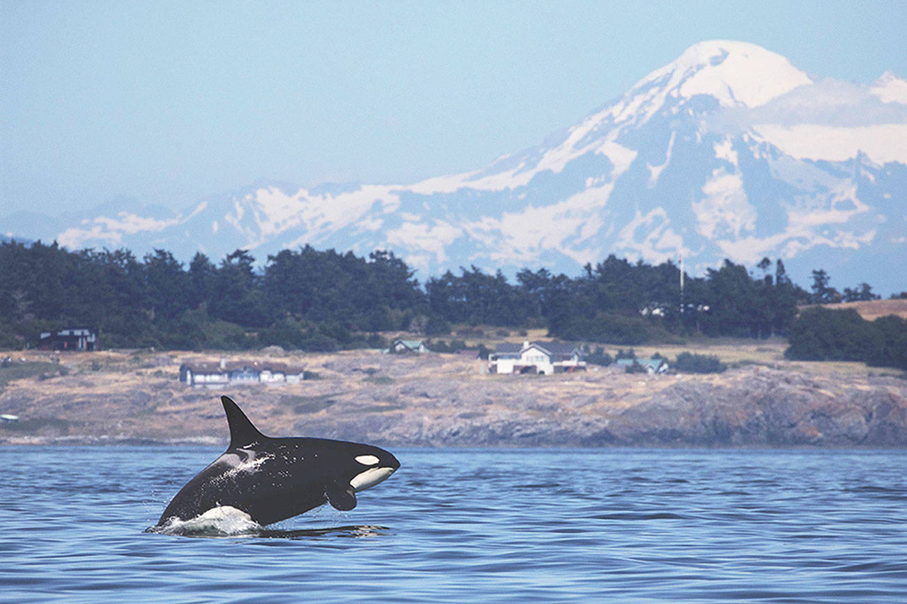 Mount Baker provides a spectacular backdrop for K20, a female born in 1986. Orcas can swim 75 miles a day and more, with bursts of speed up to 30 mph, and are capable of diving deeper than 3,000 feet. (Steve Ringman/The Seattle Times)