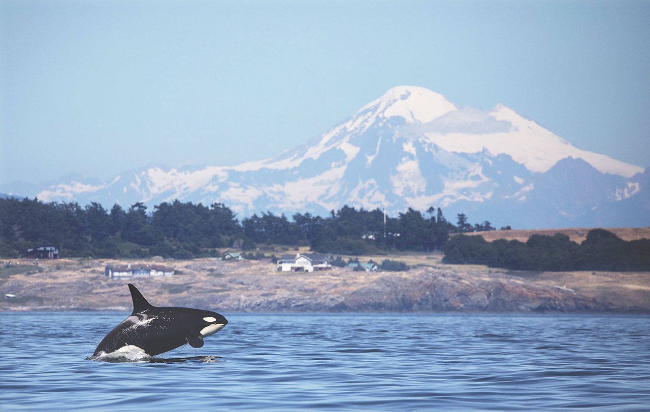 An orca photo with Mount Baker as the backdrop is among the images in “Orca: Shared Waters, Shared Home,” the new exhibition at the Port Townsend Marine Science Center. (photo by Steve Ringman)