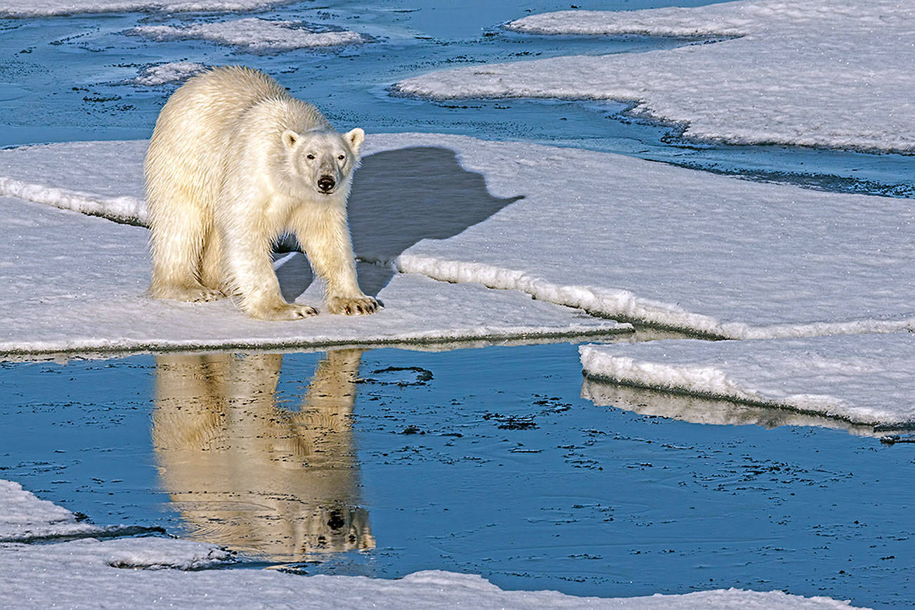 Bruce Fryxell's polar bear will be among the photographs at the Sequim Museum & Arts.