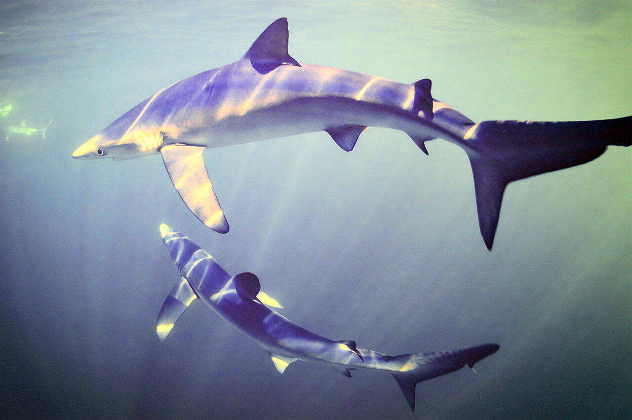Blue sharks swim the Gulf of Maine in Bill Curtsinger’s photograph on display at Port Townsend’s Grover Gallery. (Photo by Bill Curtsinger)