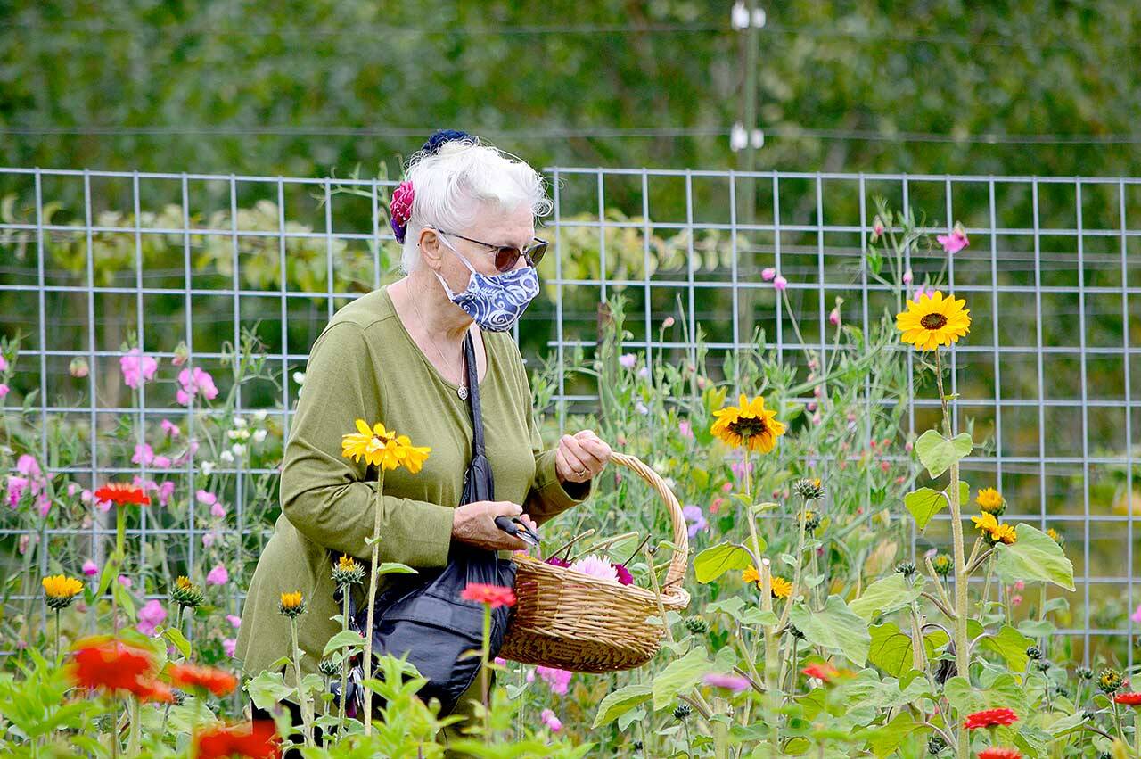 Margaret More of Port Townsend cuts flowers at Wilderbee Farm, one of eight locations open during the Jefferson County Farm Tour this Saturday and Sunday. (Diane Urbani de la Paz/Peninsula Daily News)