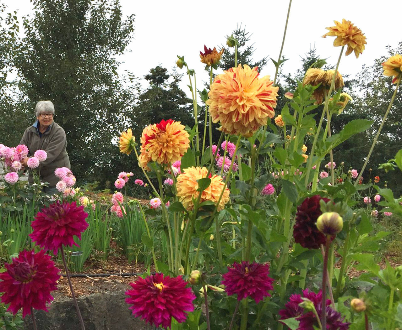 Mary Crook picks flowers at the Sequim Botanical Garden.