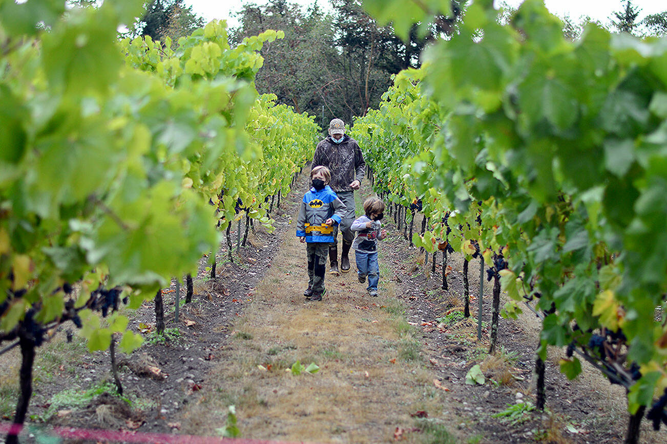 Sailor Vineyard’s Gene Africa and sons Owen, 6, and Eamon, 3, take a walk among the vines during Saturday’s farm tour. (Diane Urbani de la Paz/Peninsula Daily News)