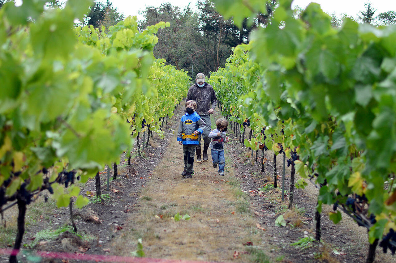 Sailor Vineyard’s Gene Africa and sons Owen, 6, and Eamon, 3, take a walk among the vines during Saturday’s farm tour. (Diane Urbani de la Paz/Peninsula Daily News)
