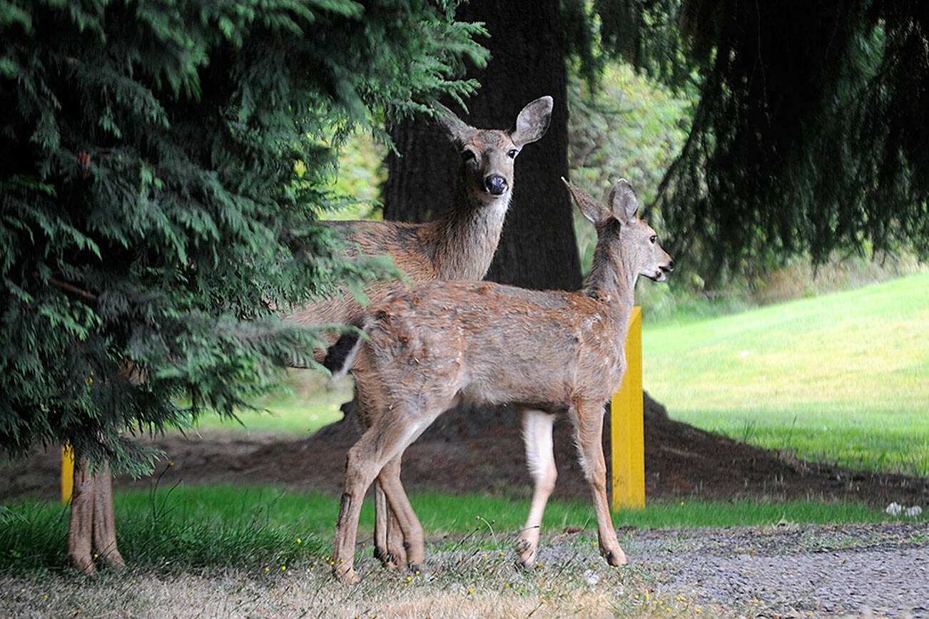 If a plan to control the deer population in Sunland is approved by Sunland Owners Association’s board of directors, deer would be reduced to 22 allowed to live in the area with state officials trapping and euthanizing the deer before donating the meat to local food banks. Matthew Nash/Olympic Peninsula News Group