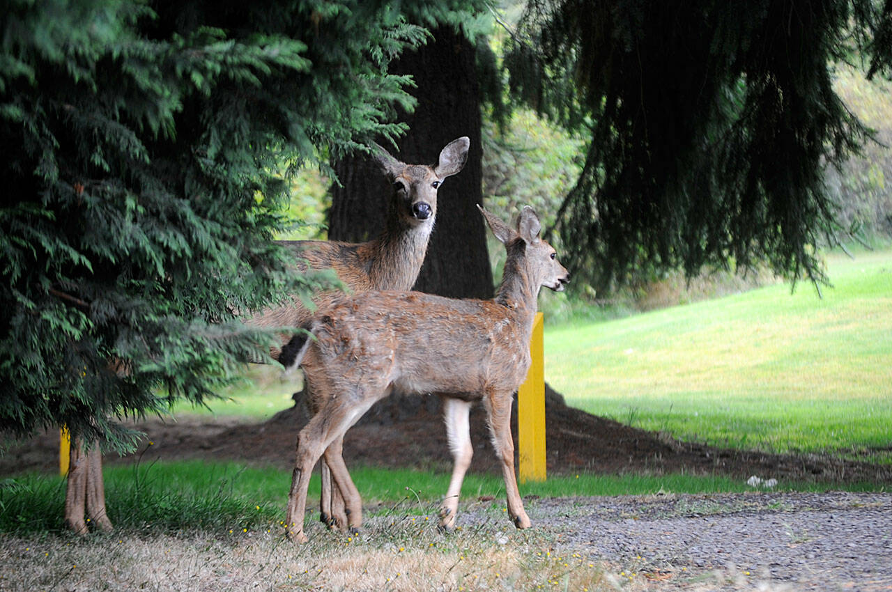 If a plan to control the deer population in Sunland is approved by Sunland Owners Association’s board of directors, deer would be reduced to 22 allowed to live in the area with state officials trapping and euthanizing the deer before donating the meat to local food banks. Matthew Nash/Olympic Peninsula News Group
