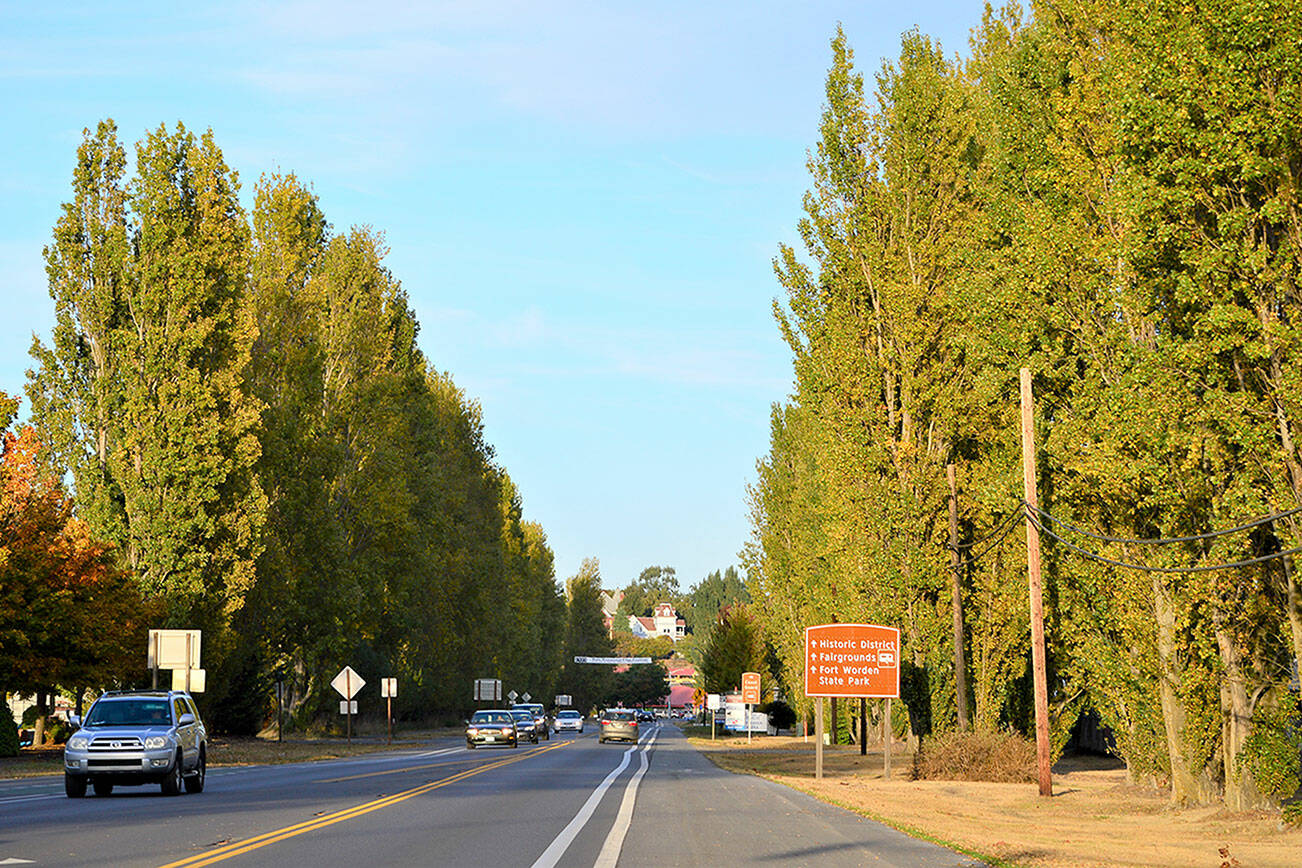 The Sims Way entrance to Port Townsend is lined with scores of Lombardy poplars — alongside power lines and the Boat Haven. The city and port plan to remove the trees to make room for boatyard expansion. (Diane Urbani de la Paz/Peninsula Daily News)