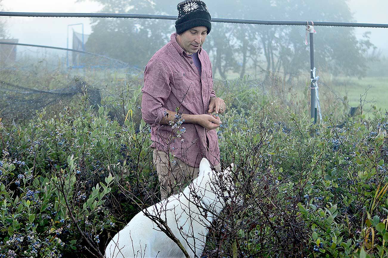 Farmer Steve Dowdell, with help from Rocky Roo, samples blueberries at his Gray Fox Farm in Chimacum. (Diane Urbani de la Paz/Peninsula Daily News)