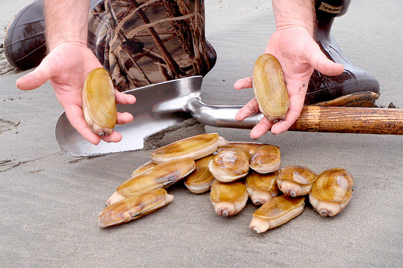 More razor clams days are set for October on the outer coast. (Washington Department of Fish and Wildlife)