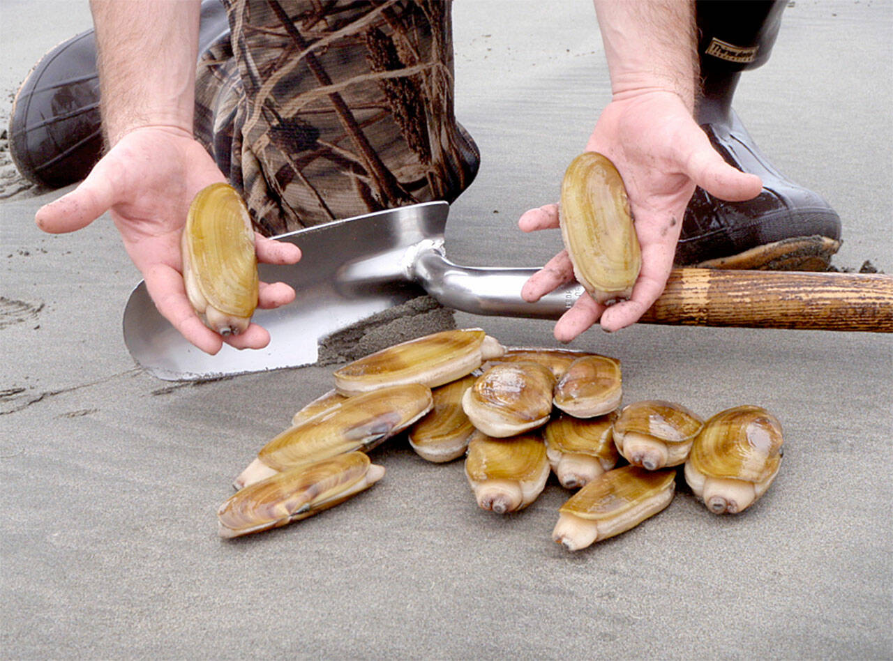 Washington Department of Fish and Wildlife
Stormy weather during late September didn’t stop razor clam diggers from harvesting more than 1 million clams.
