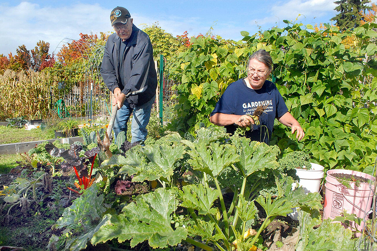 Floyd Liljedahl, left, and Kathy Moses, both of Port Angeles, remove weeds from a garden plot planted for the benefit of the Port Angeles Food Bank on Wednesday at the Fifth Street Community Garden. They have been harvesting fresh vegetables for distribution from the food bank. (Keith Thorpe/Peninsula Daily News)