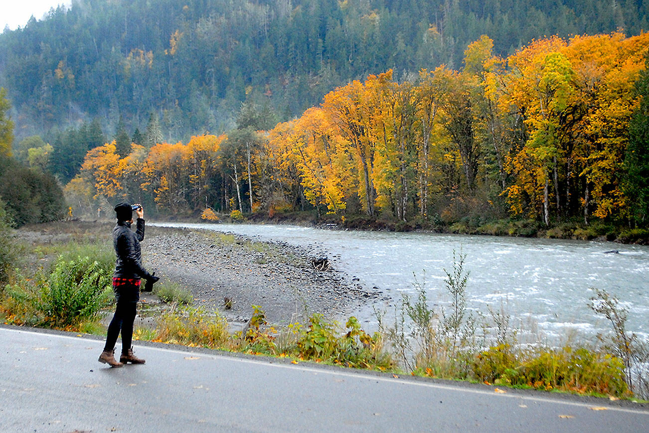 Emily Roberts of Seattle stops to take a photograph of fall colors along the Elwha River in Olympic National Park. As autumn foliage reaches its peak on the North Olympic Peninsula, many trees are a riotous mix of reds, yellows and golds. (Keith Thorpe/Peninsula Daily News)