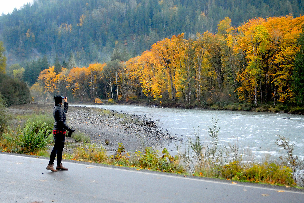 Emily Roberts of Seattle stops to take a photograph of fall colors along the Elwha River in Olympic National Park. As autumn foliage reaches its peak on the North Olympic Peninsula, many trees are a riotous mix of reds, yellows and golds. (Keith Thorpe/Peninsula Daily News)