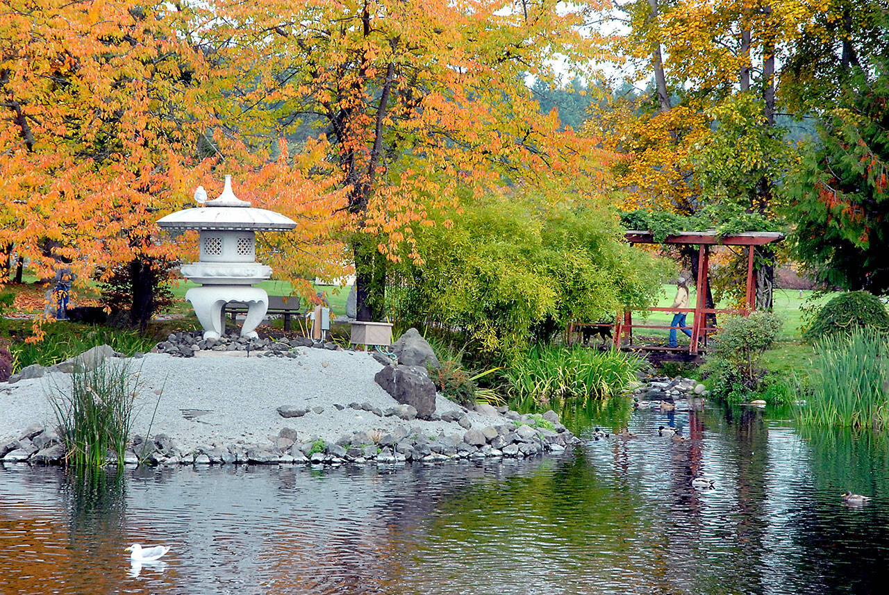 A dog walker crosses a foot bridge on Wednesday at the Japanese garden at Carrie Blake Park in Sequim. The park, a tribute to Sequim’s sister city, Yamasaki, Hyōgo, Japan, now part of Shisō City, is a popular place of tranquility in the bustle of the city. (Keith Thorpe/Peninsula Daily News)