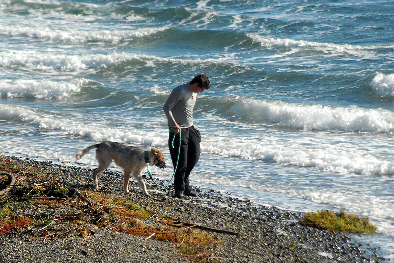 Jeffery Evalt of Sequim and his dog Rex look for agates and other interesting rocks along the shore of Sequim Bay as wind-driven waves churn behind him on Tuesday. Blustery winds, the remnants of a strong storm system that visited the region on Sunday and Monday, rolled across the bay, pushing water against the shoreline. (Keith Thorpe/Peninsula Daily News)