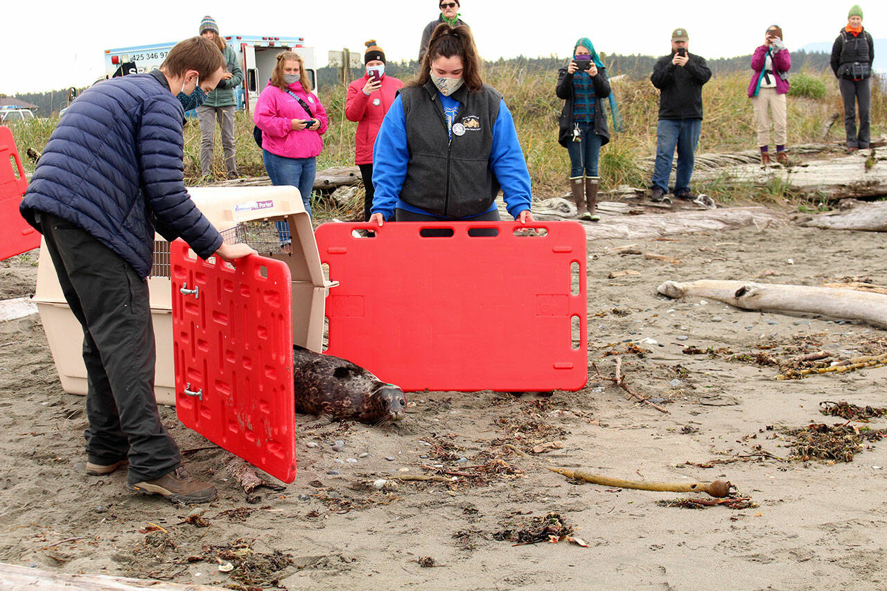 Andre the harbor seal was released back into the wild Wednesday afternoon on the beach at Fort Flagler State Park after being rehabilitated by the Sealife Response, Rehabilitation & Research (SR3) team. Patrick Hutchins, community engagement coordinator for SR3, and Holly Weinstein, marine stewardship educator and AmeriCorps member for the Port Townsend Marine Science Center, helped guide Andre into the water. (Zach Jablonski/Peninsula Daily News)