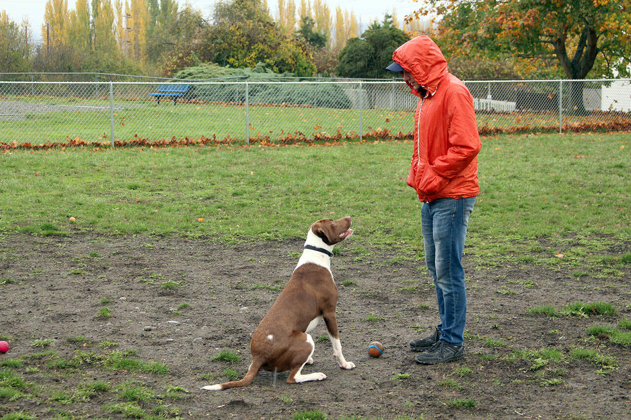 Pit bull/Labrador mix Watson waits for his owner, Joost Besijn of Port Townsend, to kick the ball again while the pair played in the rain Thursday afternoon at the Mountain View Dog Park in Port Townsend. According to AccuWeather, the rain will let up in Port Townsend today through the weekend and will return Monday. (Zach Jablonski/Peninsula Daily News)