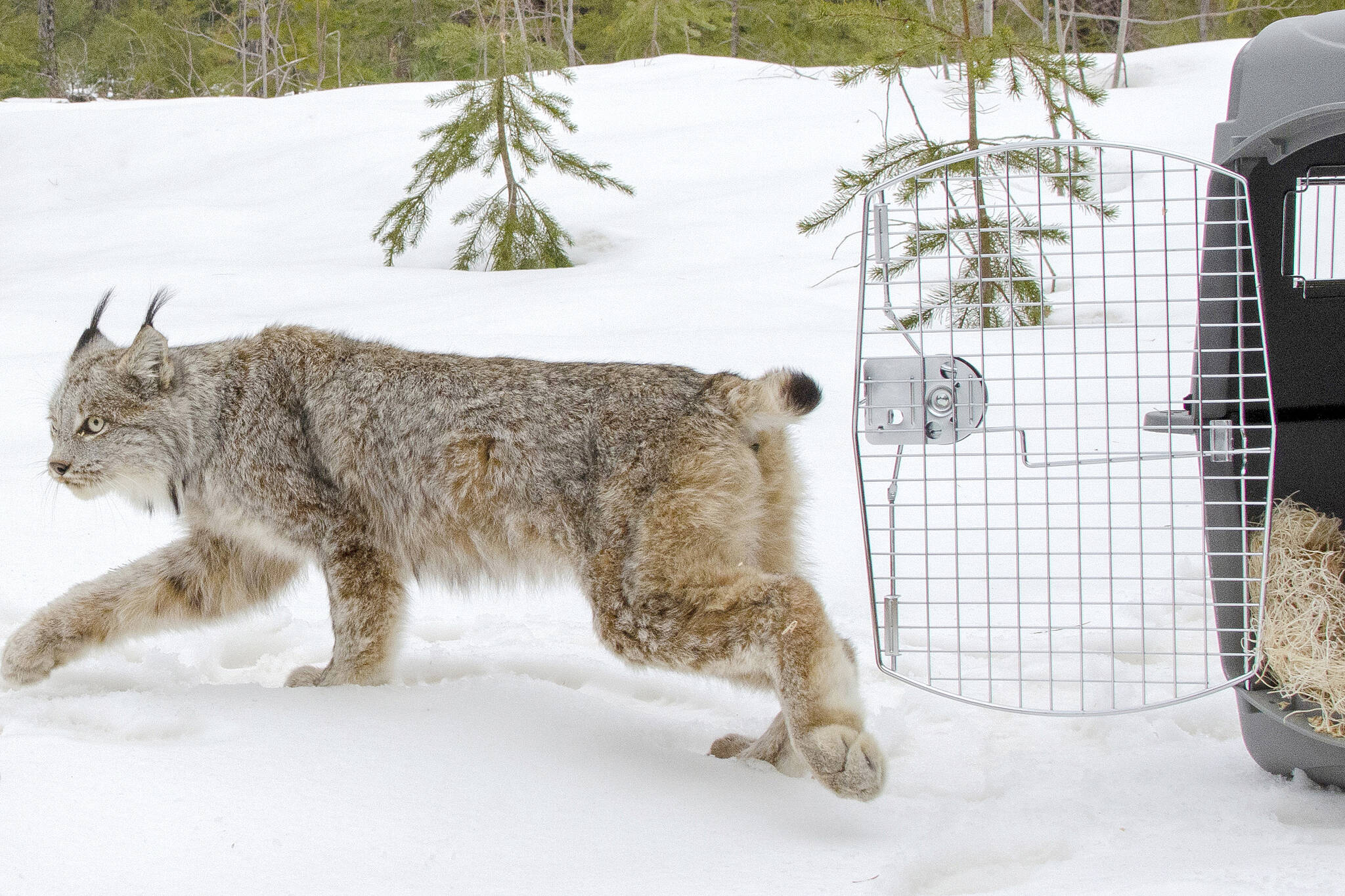 FILE - A Canada lynx is released in Schoolcraft County in Michigan's Upper Peninsula on April 12, 2019. U.S. wildlife officials have agreed to drop their attempt to strip Canada lynx of federal protections, under a court settlement approved Monday, Nov. 1, 2021, by a judge in Montana. (John Pepin/Michigan Department of Natural Resources via AP, File)