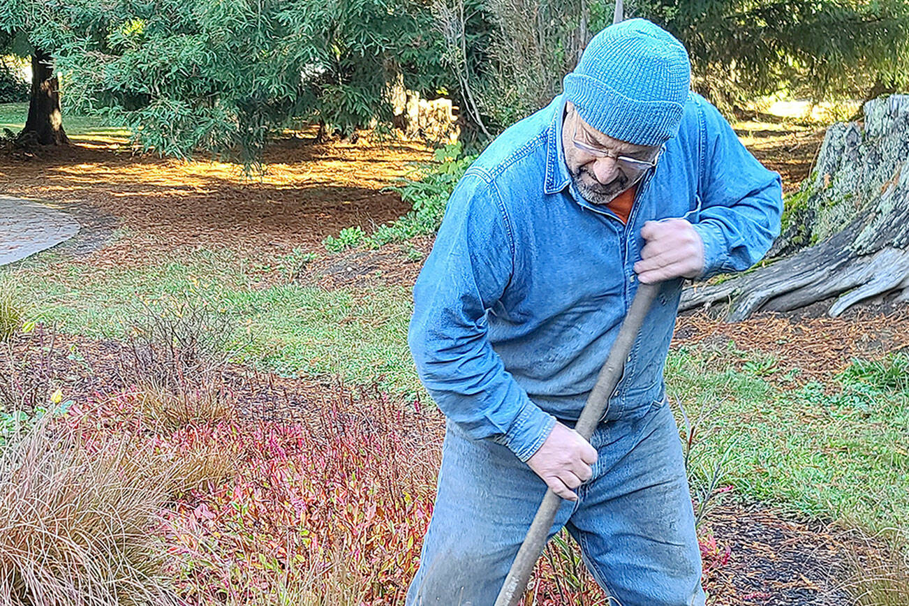 Andrew May/For Peninsula Daily News
Taking advantage of the ideal time of year, Andrew May transplants bronze sedges out of the rose garden and then will add new roses.