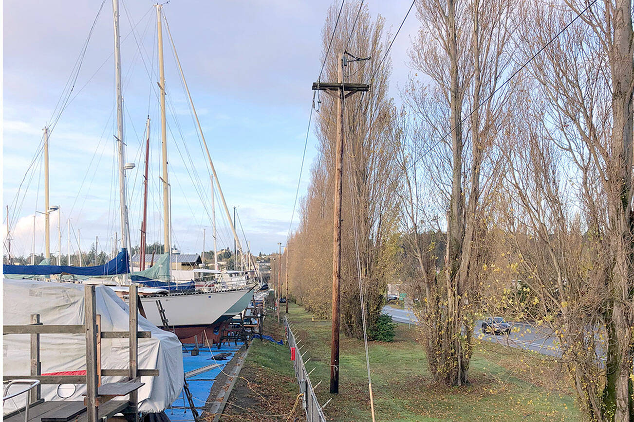 The elderly Lombardy poplars, slated for removal, stand near the boatyard and the power lines along Sims Way in Port Townsend. (Port of Port Townsend)