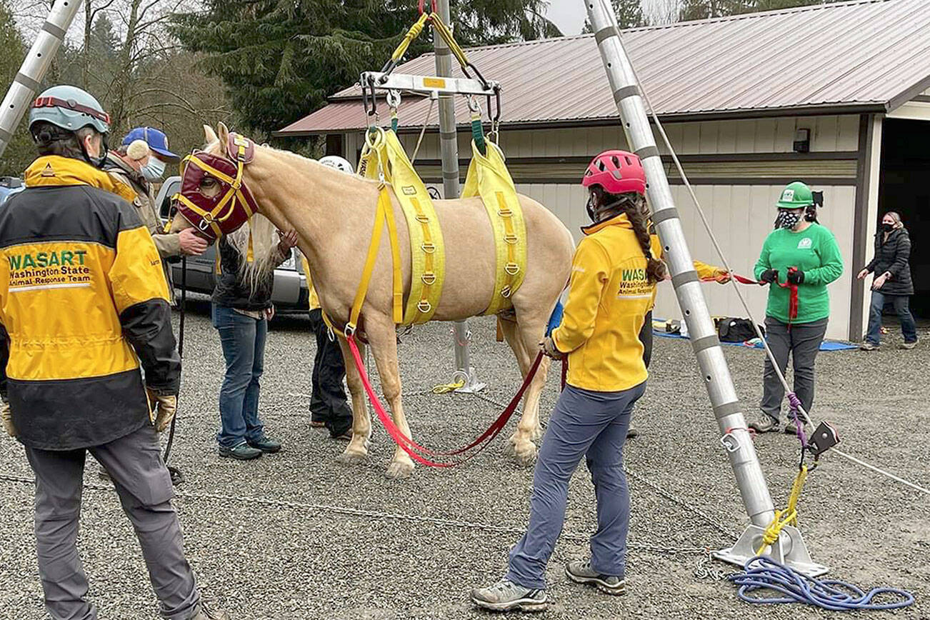 PHOTO courtesy of WASART

Cutline: A Washington State Animal Response Team tends to Tango,  a horse who’d lain down in his stall and wouldn’t get back up. They used a tripod to lift the horse, place on a glider and then maneuvered into a horse trailer for transport to an equine hospital.
