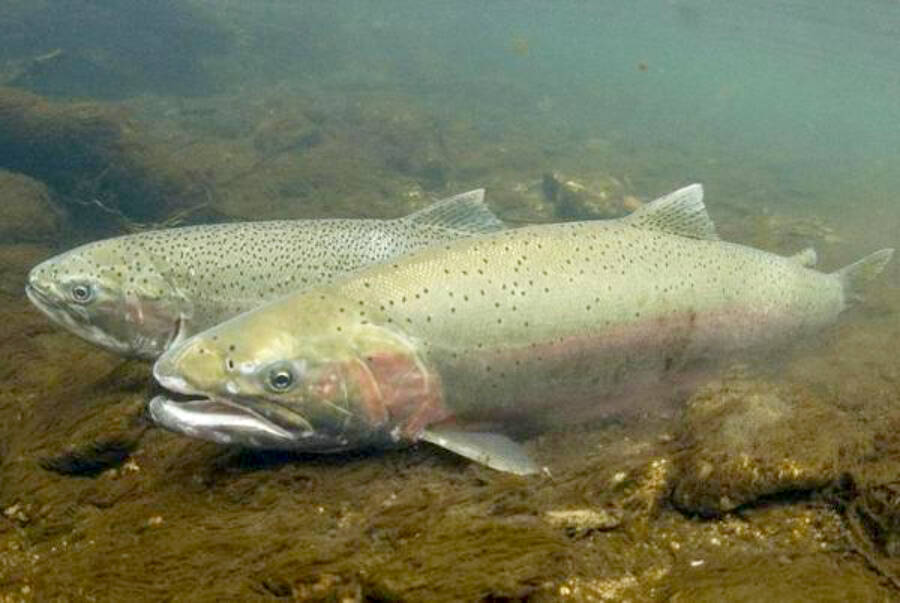 New restrictions have been put in place for steelhead fishing on outer coast rivers on the Olympic Peninsula. (Washington Department of Fish and Wildlife)