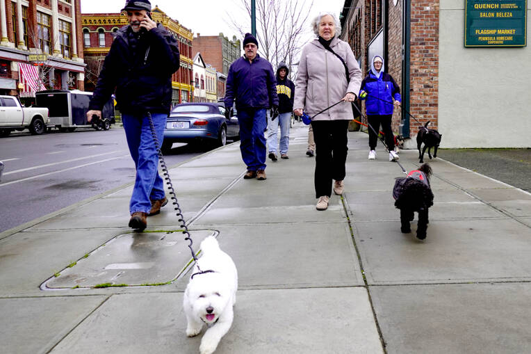 Steve Mullensky / for Peninsula Daily News
Members of a Monday coffee and dog walking group walk along Water Street in downtown Port Townsend on Monday. The group, from left, include Tony Genovese and Cleo, Jim Brennan, Betty Peterson-Wheeler, Anneke Van Krieken and Max, and Linda Christie with Flaco. Behind Flaco is Stella, a miniature Schnauzer whose red leash is attached to her owner, Laurie Jones. All are from Port Townsend.