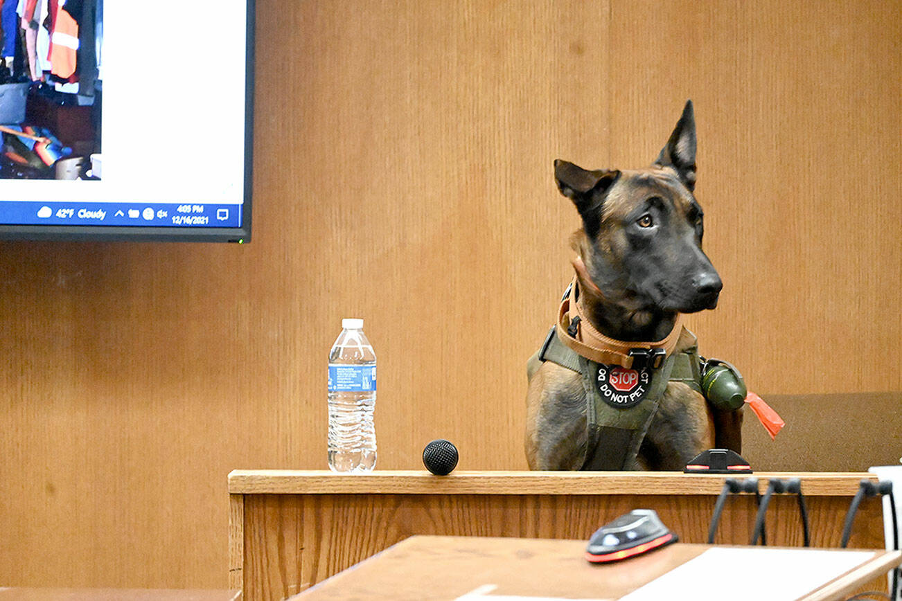 Paul Gottlieb/Peninsula Daily News
Dustin Iverson's service dog, Mr. Ryker, waits on the witness stand while his owner, Dustin Iverson, identifies for the jury items on a projection screen during the murder trial of the man charged with killing his father, Darrell.