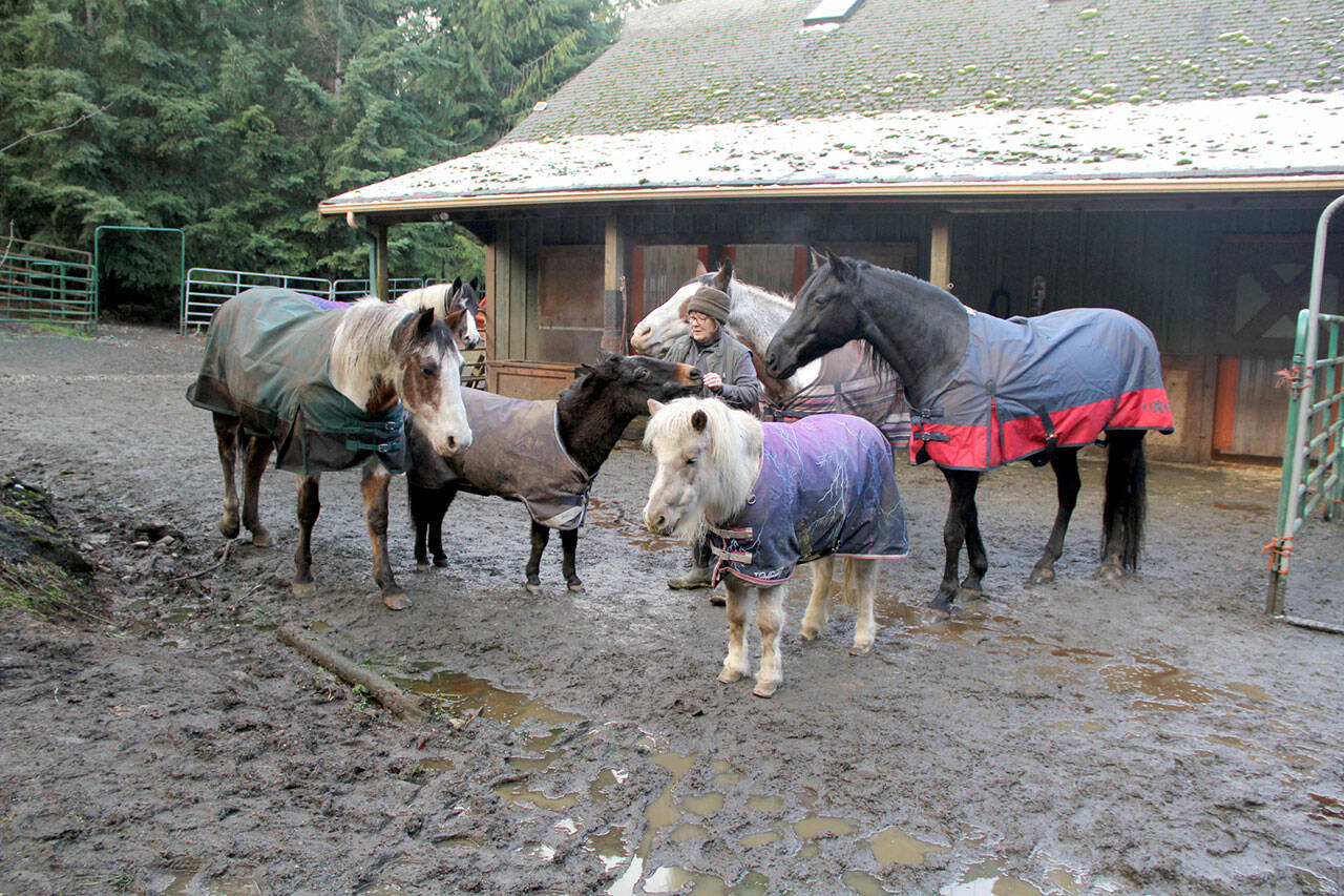 Jan Whitlow’s equine family gather around her in a circle wearing their new waterproof blankets to help protect them from freezing cold, wind and rain that would flatten their otherwise thick and fluffy winter top-coat that serves as an insulator to keep their bodies warm. From left are Thunder, Mulla the mini-mule, Orion, Patch, Teddy and Shetland pony Belle. (Karen Griffiths/for Peninsula Daily News)