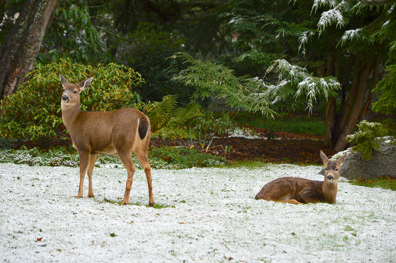 A couple of does rest in an Uptown Port Townsend front yard on Saturday, which turned out to be a partly white, mostly green Christmas. (Diane Urbani de la Paz/Peninsula Daily News )