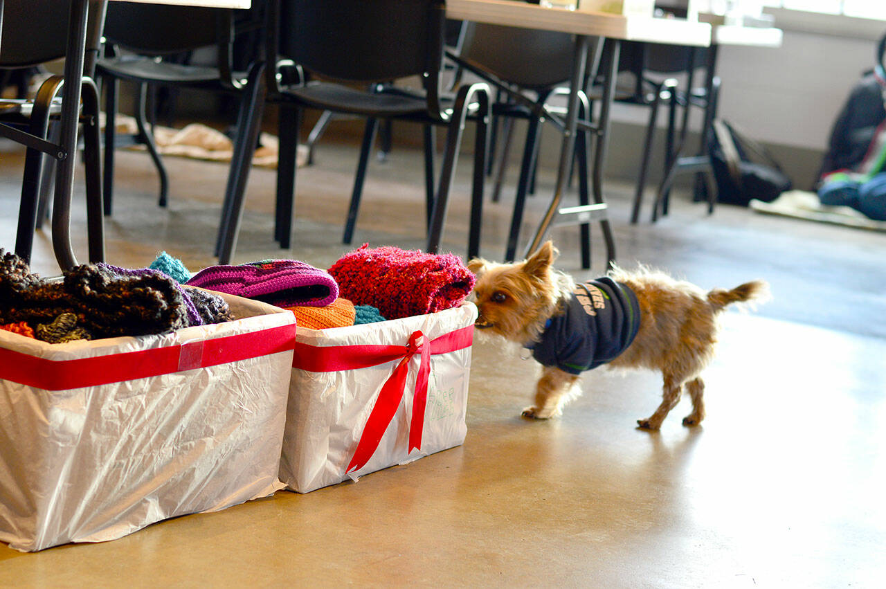 Half-Pint, the terrier who spends mornings at the Winter Welcoming Center in Port Townsend, investigates a recently donated batch of hats and scarves. The center, in the Pope Marine Building on the dock at Water and Madison streets, is open every day from 8:30 a.m. to 12:30 p.m. (Diane Urbani de la Paz/Peninsula Daily News )