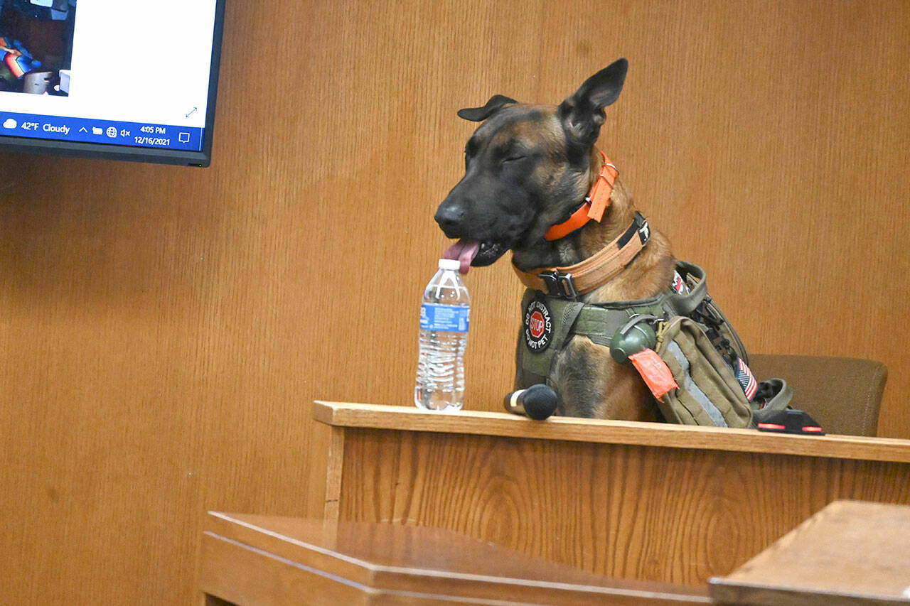 Mr. Ryker, Dustin Iverson’s service dog, sat in the witness box during Dennis Bauer’s murder trial while Iverson pointed out items at a projection screen he said were stolen from the house of his father, murder victim Darrell Iverson (Paul Gottlieb/Peninsula Daily News)