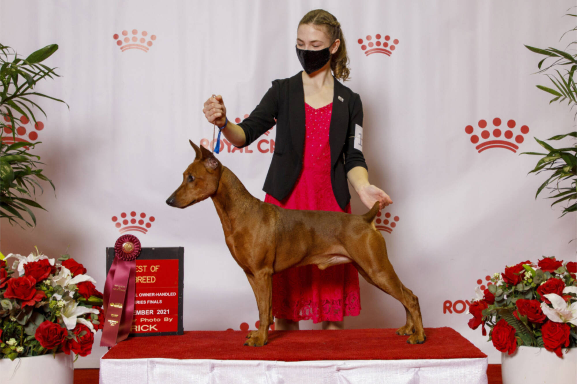 Courtesy photo
Hurricane Ridge Kennel Club member Faerin Tait, 14, of Port Angeles and her German pinscher, Rookie, competed in the national owner-handled series and the junior handling finals last month in Orlando, Fla.