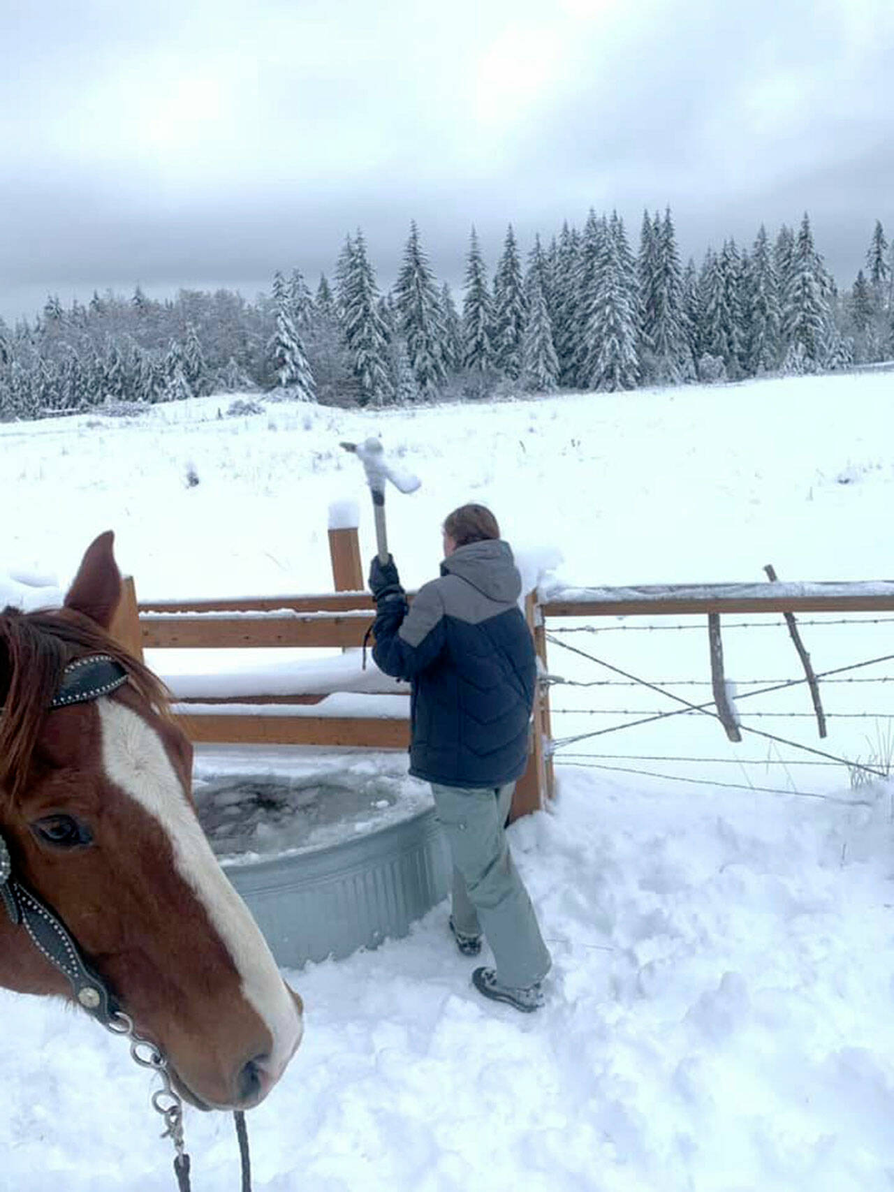Lillian Bond uses a pick axe to break through the top layer of ice in her horse’s water trough. Having access to drinking water is vital to an animal’s health. (Courtesy of Jennifer Bond)