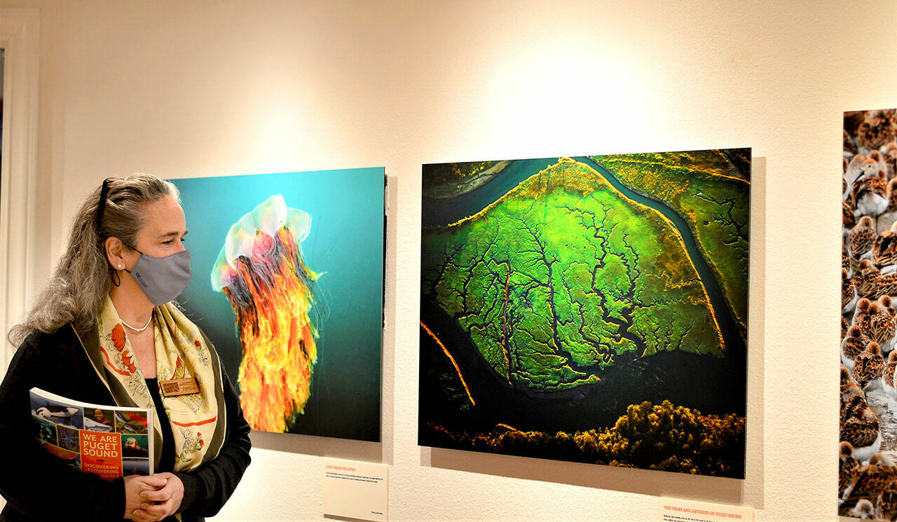 Port Townsend Marine Science Center Executive Director Janine Boire admires photos in “We Are Puget Sound,” the free exhibition inside the Flagship Landing building at 1001 Water St. in downtown Port Townsend. (Diane Urbani de la Paz/Peninsula Daily News)