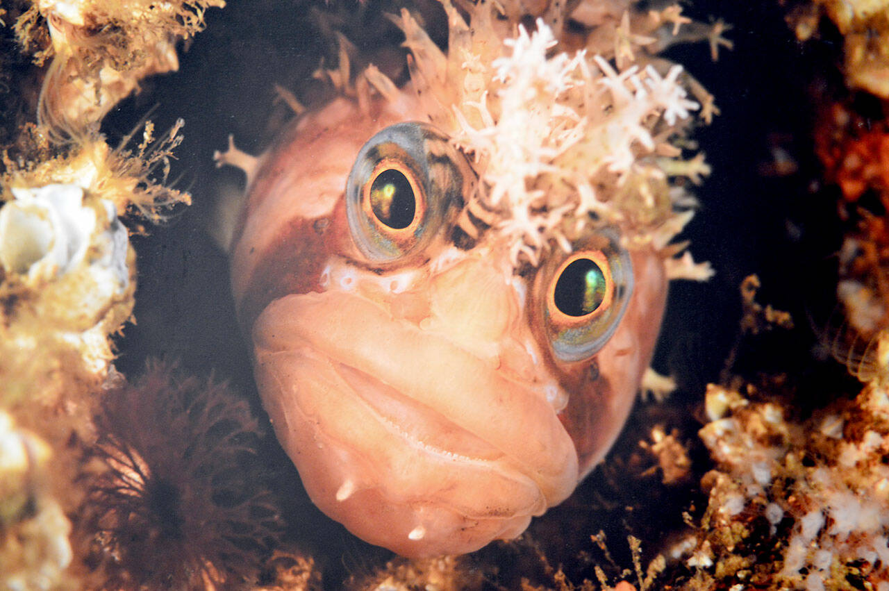 Brandon Cole’s photo of the decorated warbonnet, one of more than 260 Salish Sea fish species, is part of the Port Townsend Marine Science Center’s “We Are Puget Sound” exhibition in the Flagship Landing building in downtown Port Townsend. (photo by Brandon Cole)
