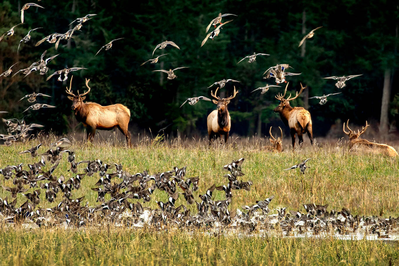 Bull elk watch as hundreds of widgeons leap from small pond in field in Sequim. (Photo courtesy John Gussman)
