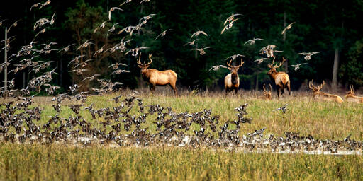 Bull elk watch as hundreds of widgeons leap from small pond in field in Sequim. (Photo courtesy John Gussman)