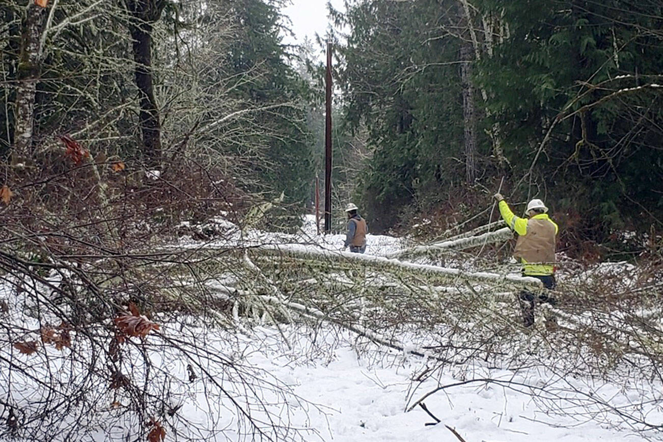 Jefferson County Public Utility District crews clear brush and wires on Taison Lane in Quilcene after the snow and wind storm in the first week of January.