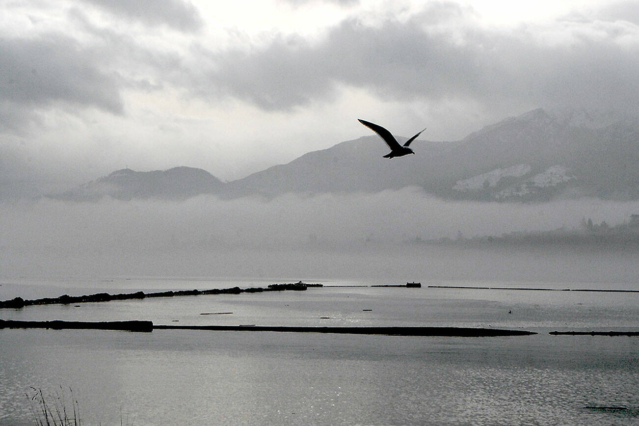 Keith Thorpe/Peninsula Daily News
Peaks of the Olympic Foothills poke out from a layer of clouds and fog as a gull flies over Port Angeles Harbor on Wednesday. Unsettled weather is expected to give way to mostly cloudy skies before rain returns to the North Olympic Peninsula this weekend.