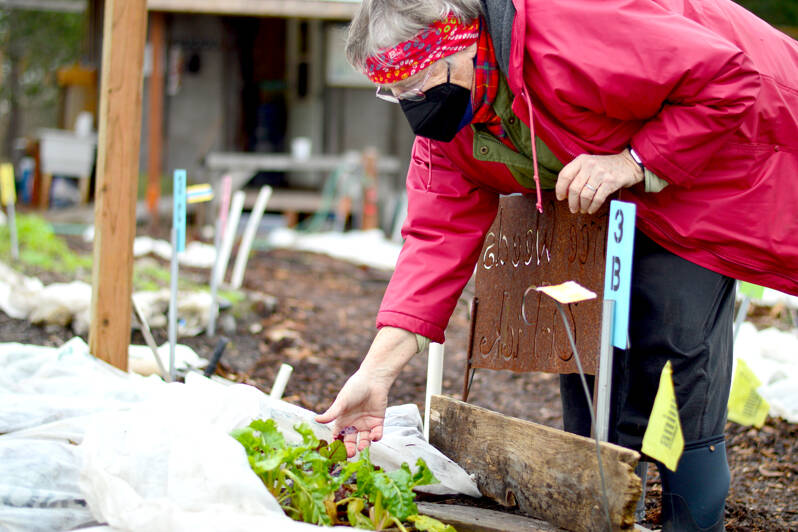 Kathy Ryan checks on salad greens at the Quimper Grange food-bank garden, one of 10 plots that provided thousands of pounds to local food banks last year. (Diane Urbani de la Paz/Peninsula Daily News)