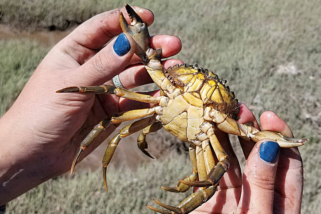 Inslee issues emergency order over green crab infestation Peninsula