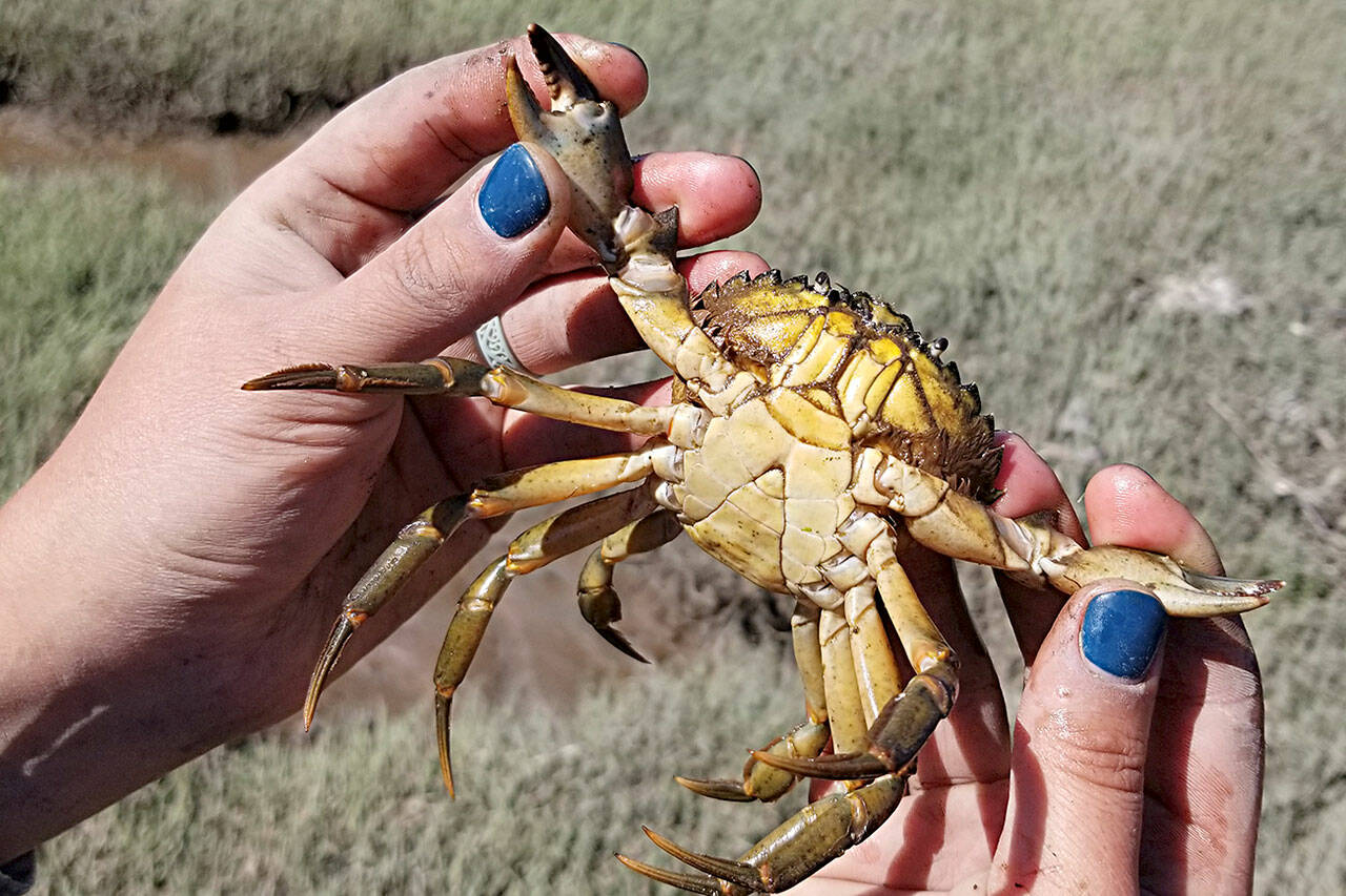 Last year, Jamestown S’Klallam Tribe caught 16 invasive European green crab in Sequim Bay after catching none the year before. (Photo courtesy Neil Harrington/Jamestown S’Klallam Tribe)