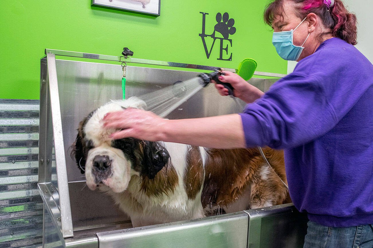 Wilma Beckmann showers her dog Fozzie, a 2-year-old Saint Bernard, at Sonny’s Self Wash. Emily Matthiessen/Olympic Peninsula News Group