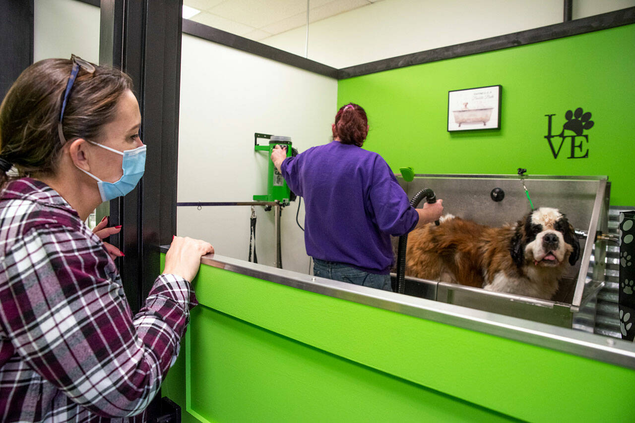 Sonny’s Self Wash owner, Mary Kniskern looks on as Wilma Beckmann washes Fozzie, her 165 pound, 2-year-old St. Bernard. (Emily Matthiessen/Olympic Peninsula News Group)
