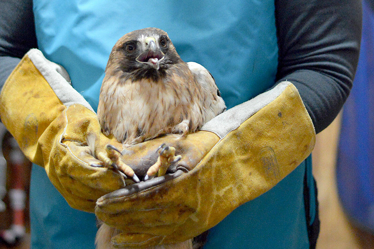 Cynthia Daily cradles an injured red-tailed hawk, one of the patients at Discovery Bay Wild Bird Rescue. Birds from across the North Olympic Peninsula receive care at Daily’s avian hospital in Port Townsend. (Diane Urbani de la Paz/Peninsula Daily News)