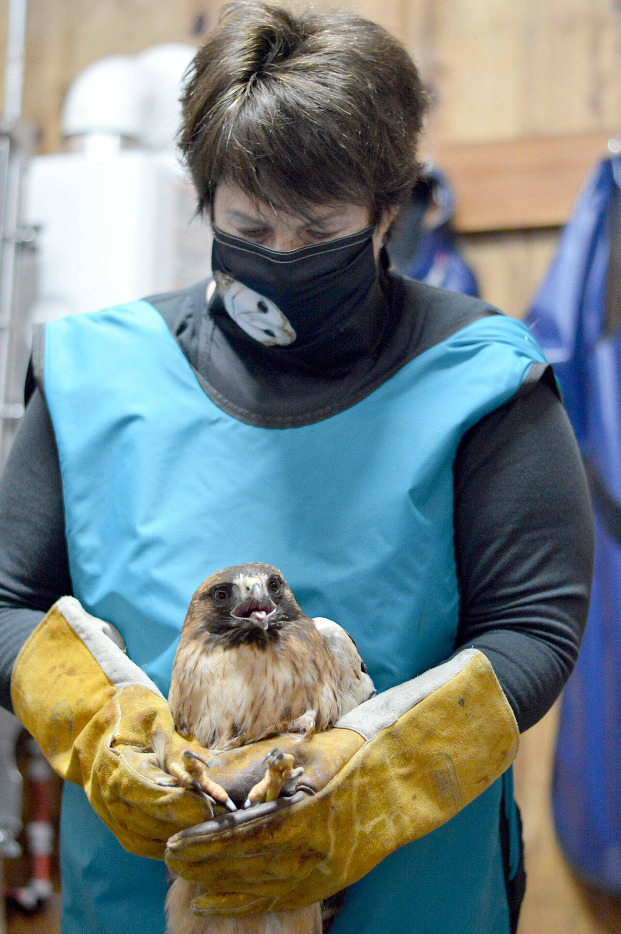 Cynthia Daily cradles an injured red-tailed hawk, one of the patients at Discovery Bay Wild Bird Rescue. Birds from across the North Olympic Peninsula receive care at Daily’s avian hospital in Port Townsend. (Diane Urbani de la Paz/Peninsula Daily News)