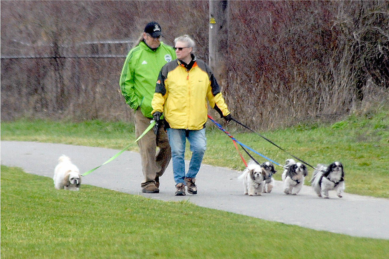 Keith Thorpe/Peninsula Daily News
Ed and Ruth Adams of Sequim walk their collection of shih tzus, from left, Angus, Ruby, Dublin, Ronan and Kenny, along a trail at the Water Reuse Demonstration Park near Carrie Blake Park in Sequim. The pair said each of the dogs had a color-coded leash to better keep track of which one was which.