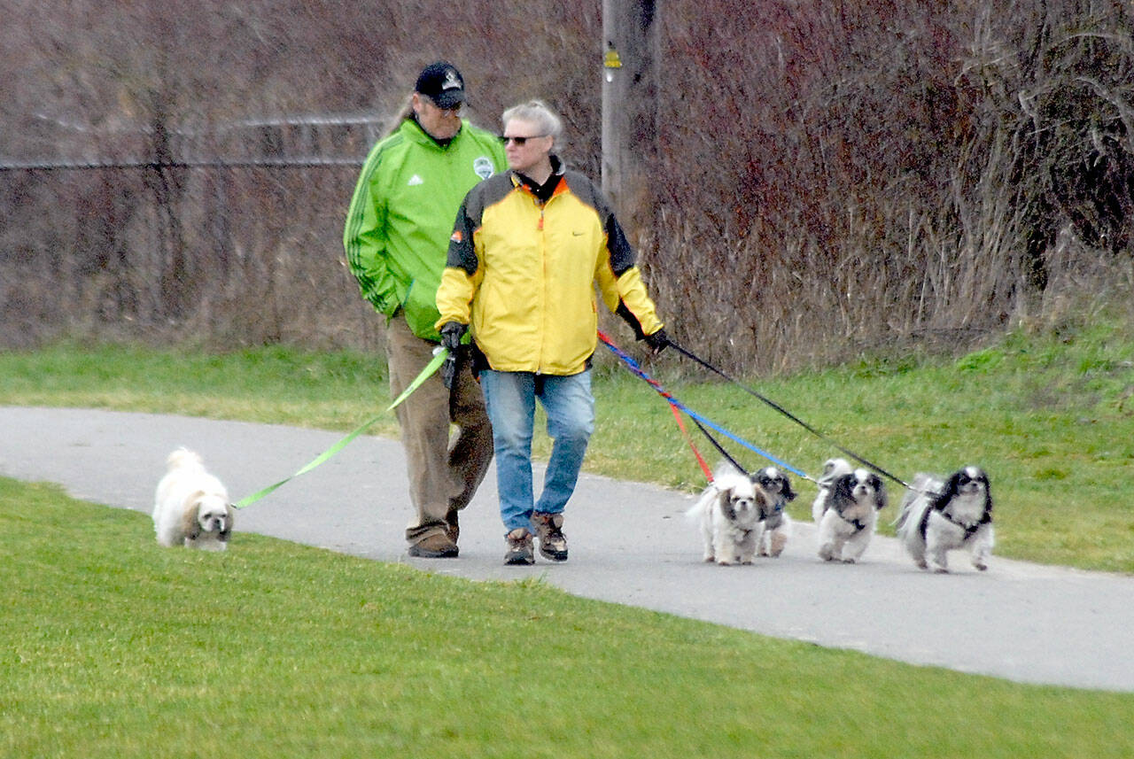 Ed and Ruth Adams of Sequim walk their collection of shih tzus, from left, Angus, Ruby, Dublin, Ronan and Kenny, along a trail at the Water Reuse Demonstration Park near Carrie Blake Park in Sequim. The pair said each of the dogs had a color-coded leash to better keep track of which one was which. (Keith Thorpe/Peninsula Daily News)